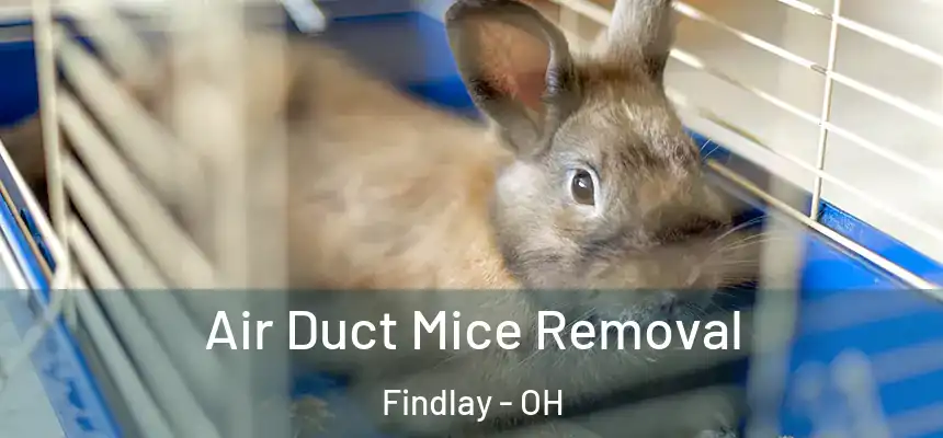  Air Duct Mice Removal Findlay - OH