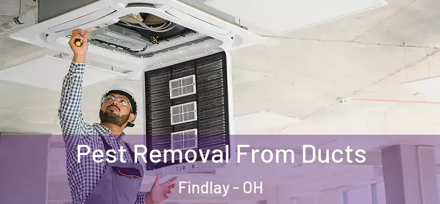 Pest Removal From Ducts Findlay - OH